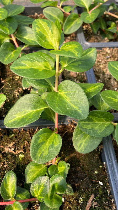 Vinca Vine - Major: Maculata