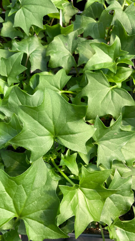 German Ivy