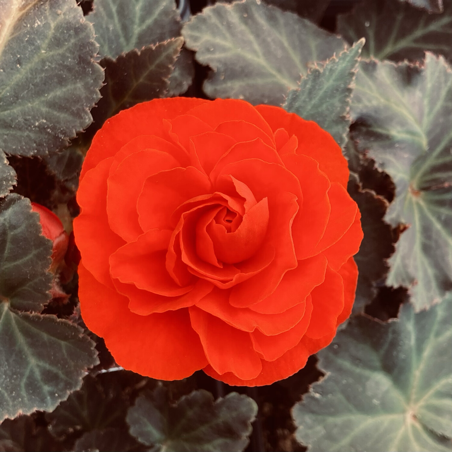 Begonia - Nonstop Mocca: Deep Orange