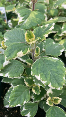 Plectranthus: Variegata (Swedish Ivy)