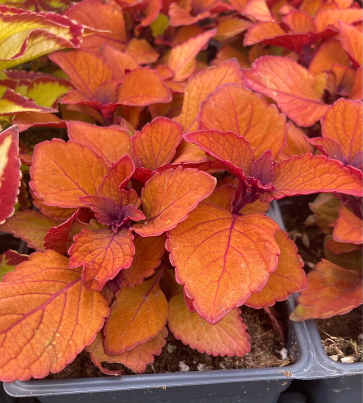 Coleus: Campfire