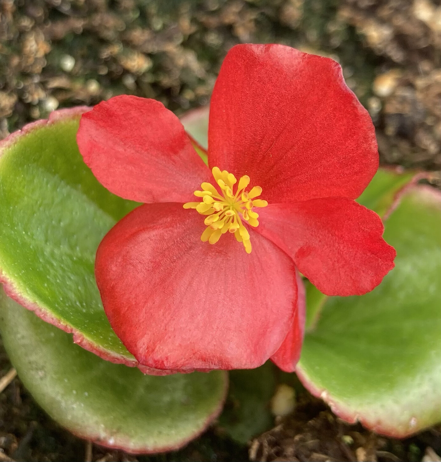 Begonia - Dragon Wing: Red (Green Leaf)