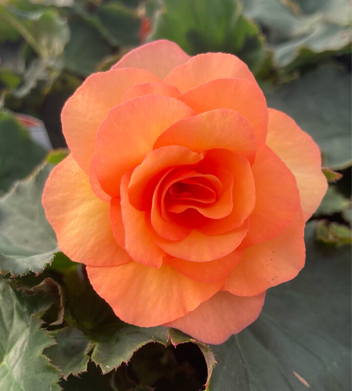 Begonia - Solenia: Apricot