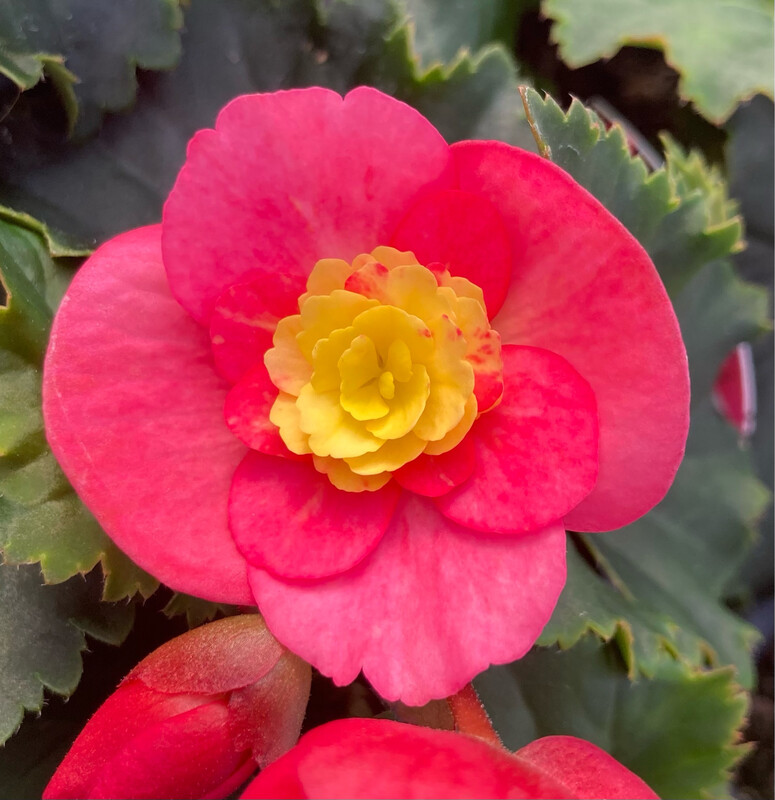 Begonia - Rieger: Valentino Pink