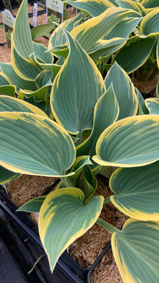 Hosta: First Frost