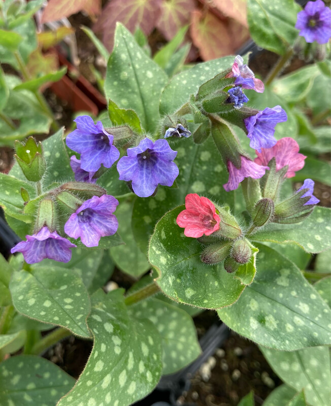 Pulmonaria: Mrs. Moon