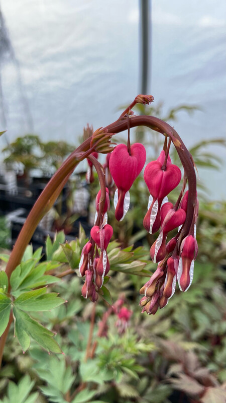 Dicentra: Spectabilis