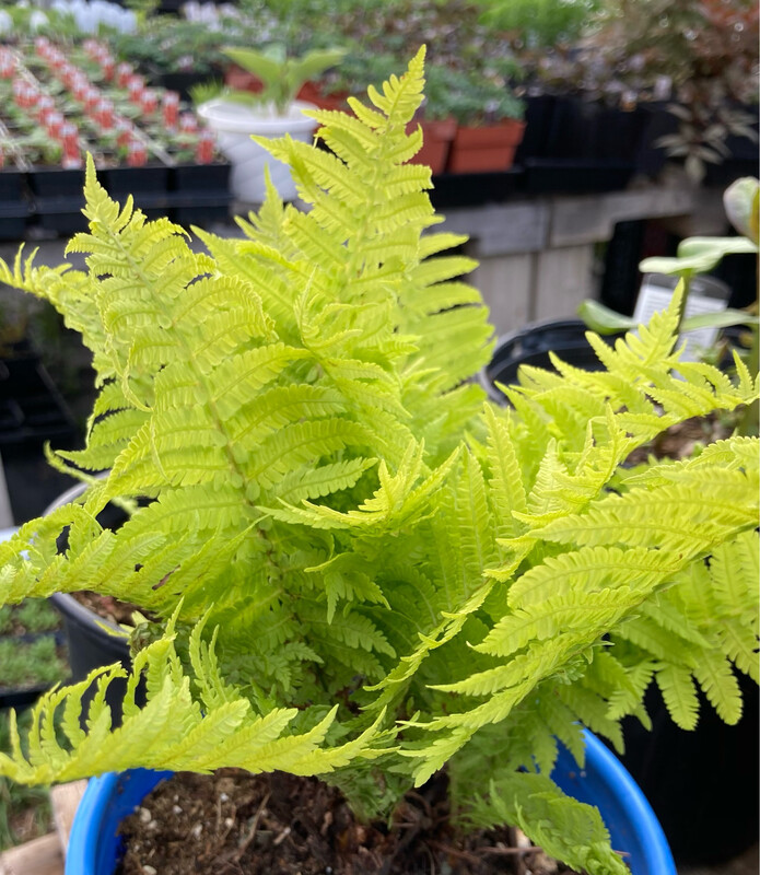 Ostrich Fern