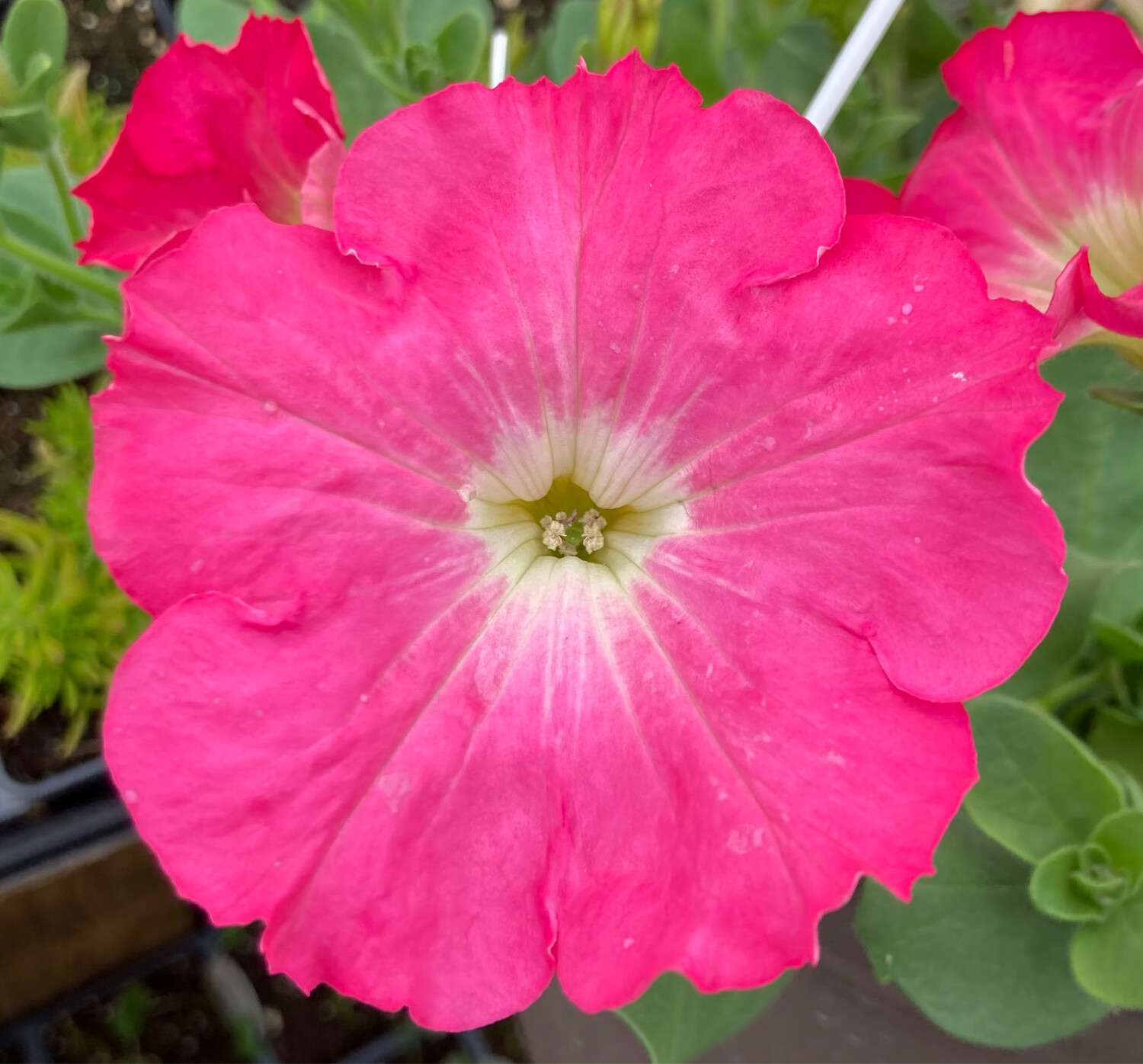 Petunia - Easy Wave: Rosy Dawn Petunia - Easy Wave: Rosy Dawn
