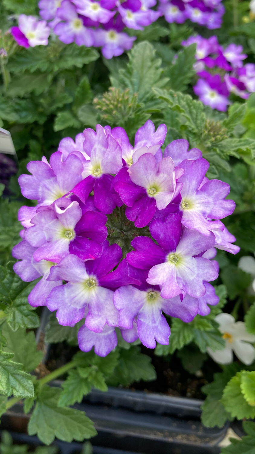 Verbena - Vanessa: Bicolor Indigo