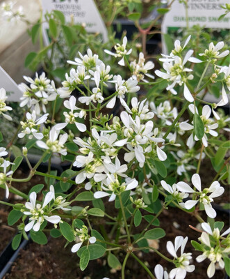 Euphorbia: Diamond Snow