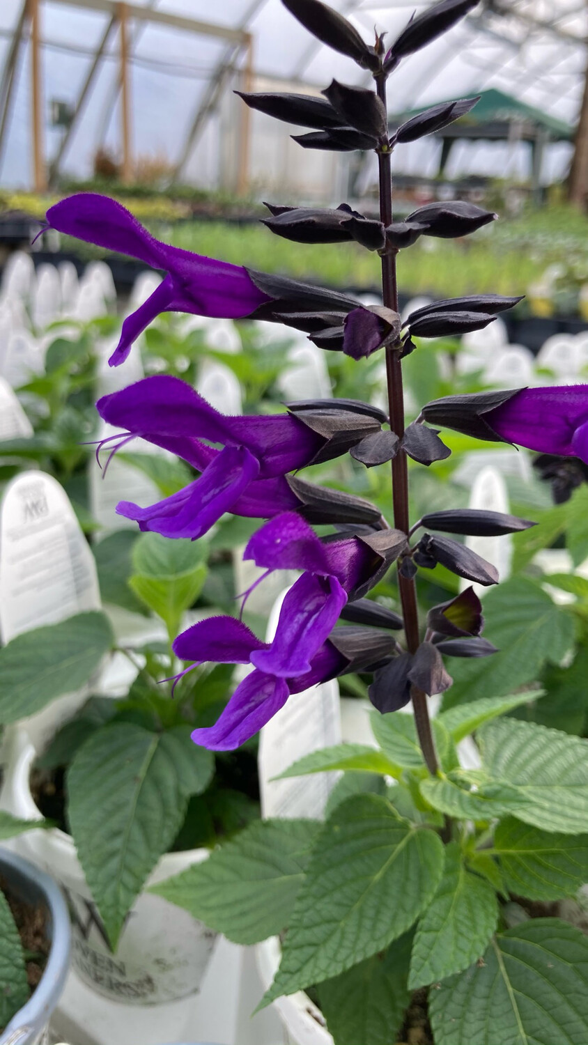 Salvia - Rockin: Deep Purple