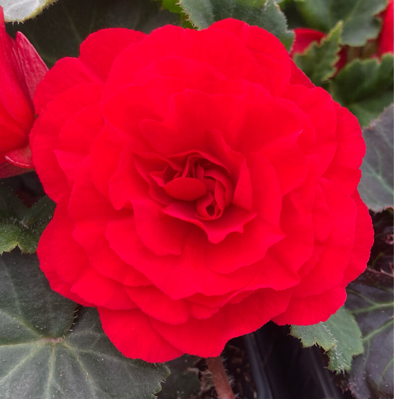 Begonia - Nonstop: Deep Rose