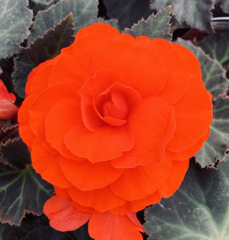 Begonia - Solenia: Chocolate Orange