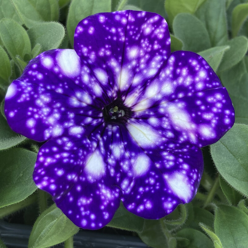 Petunia - Headliner: Night Sky Petunia - Headliner: Night Sky