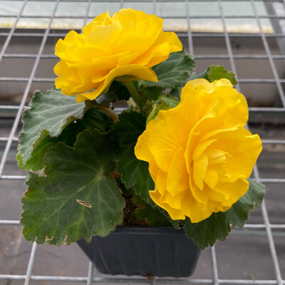 Begonia - Nonstop: Yellow