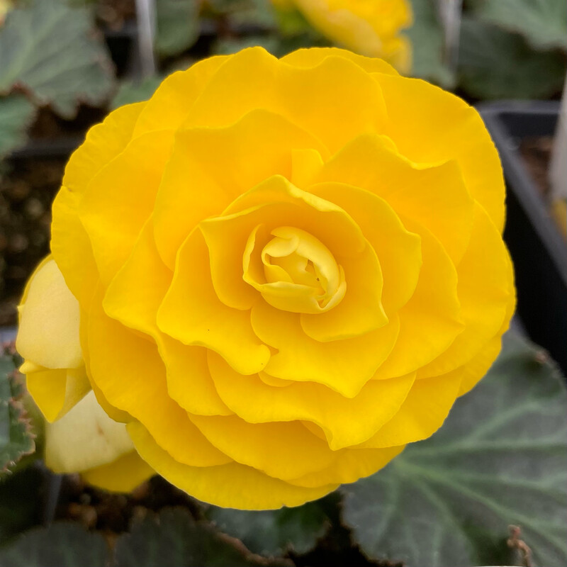Begonia - Nonstop: Yellow