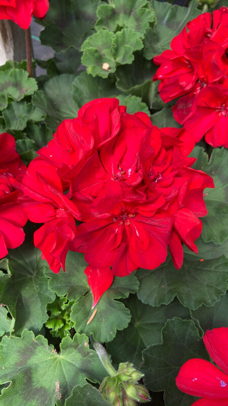 Geranium - Presto: Brilliant Red