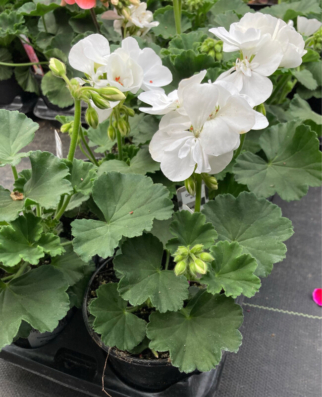 Geranium - Presto: White