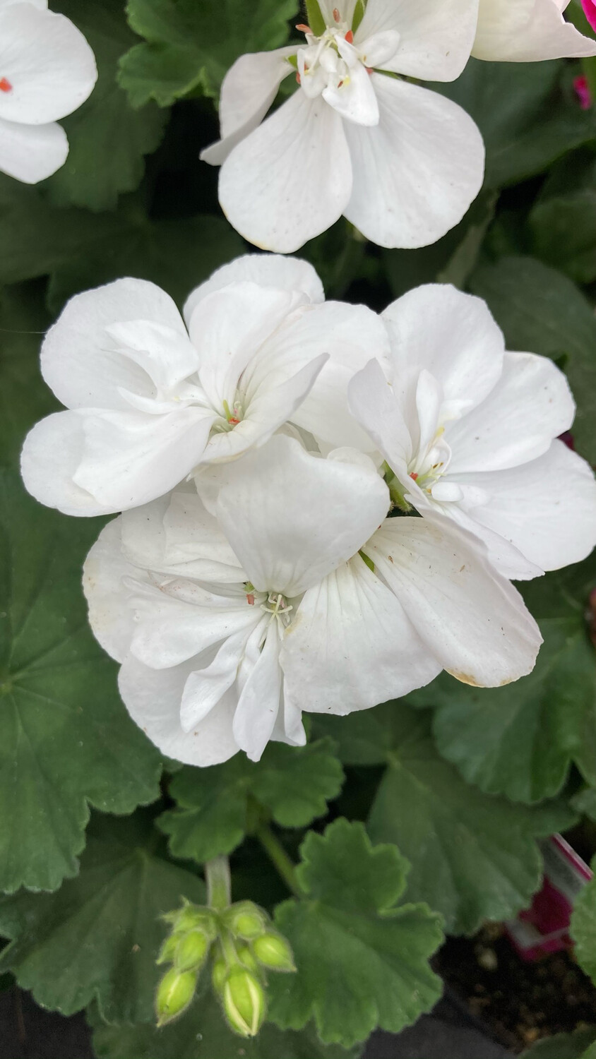 Geranium - Presto: White