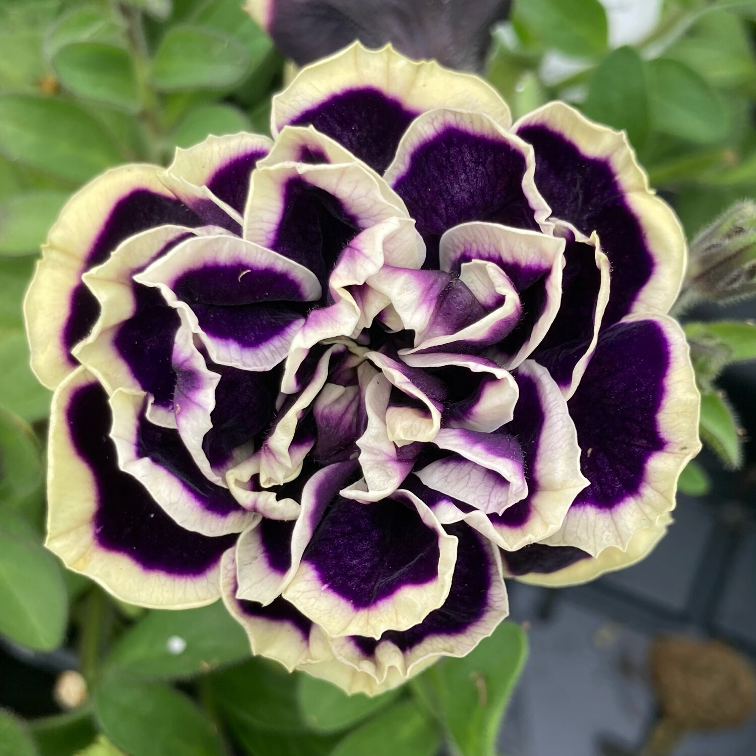 Petunia - Jewel: Midnight Gold