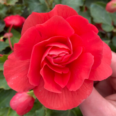 Begonia - Illumination: Rose