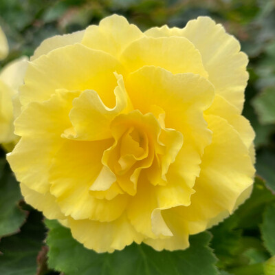Begonia - Solenia: Yellow