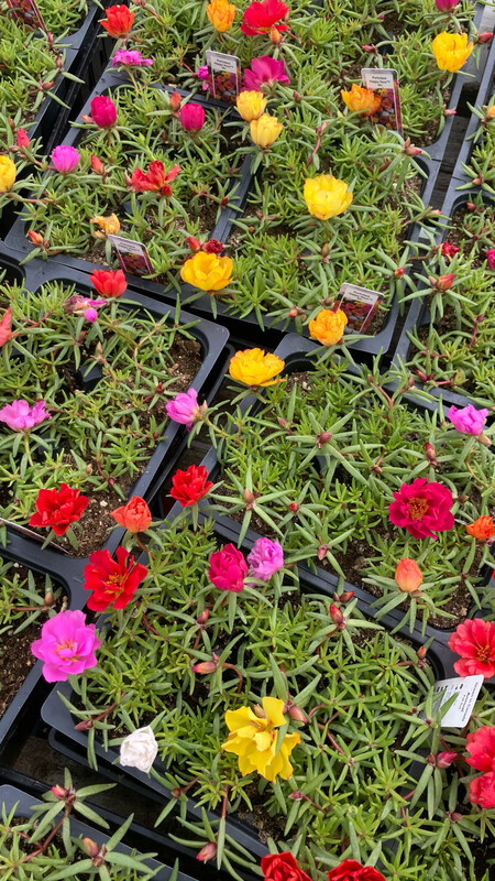 Portulaca: Happy Hour Mix