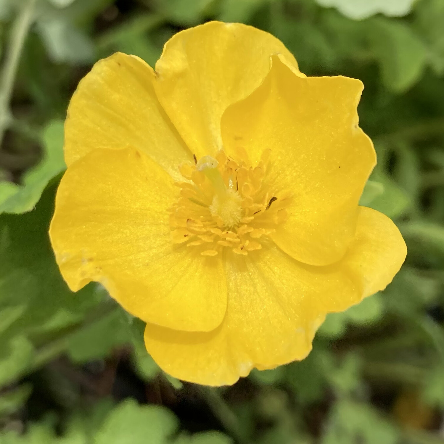 Wood Poppy