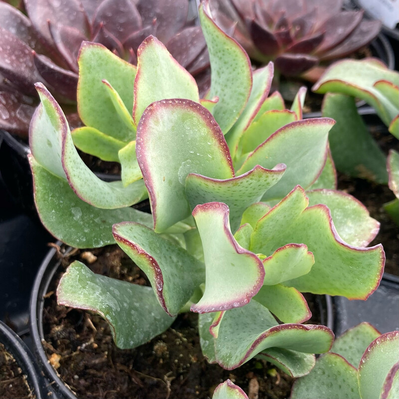 Crassula: Curly (Curly Leafed Jade)