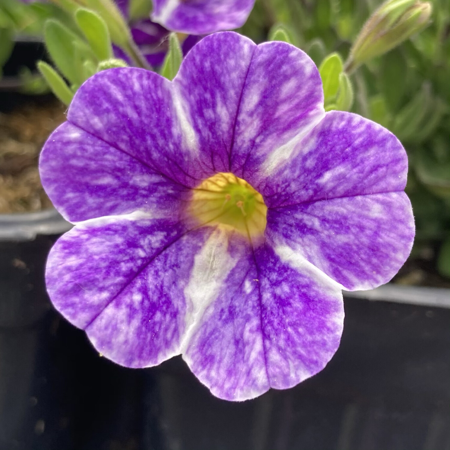 Calibrachoa Skywalker Puprle/White