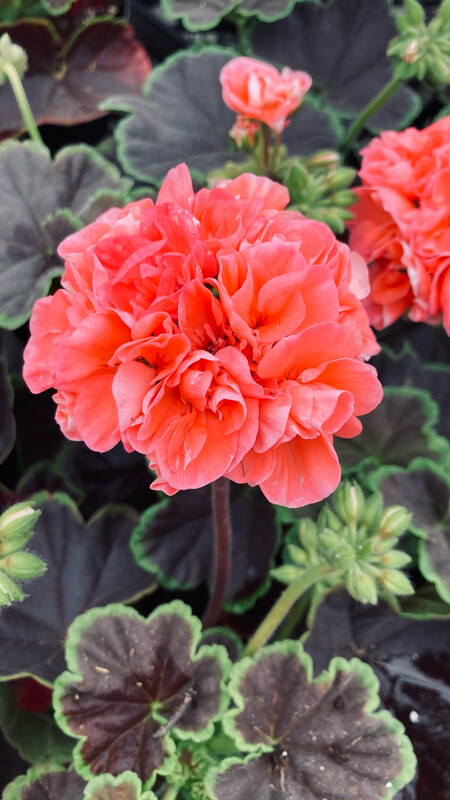 Geranium - Brocade: Salmon Night