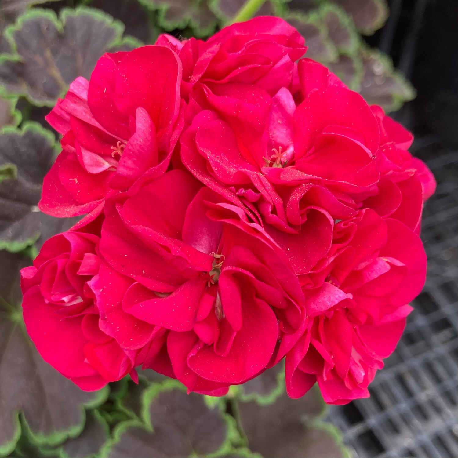 Geranium - Brocade: Cherry Night