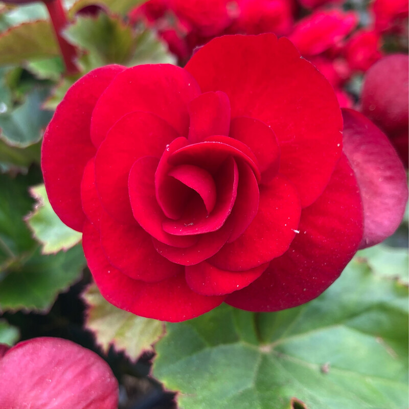 Begonia - Solenia: Velvet Red