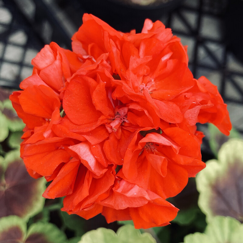 Geranium - Brocade: Fire