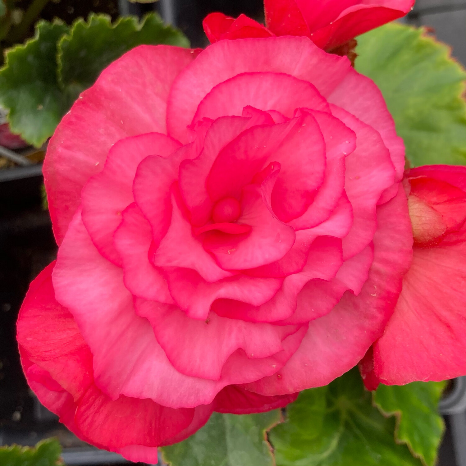 Begonia - Solenia: Dusty Rose