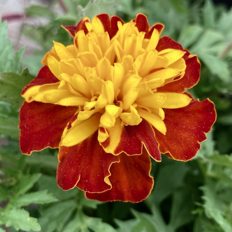 Marigold - Super Hero: Spry