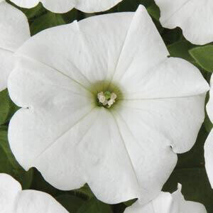 Petunia - Easy Wave: White