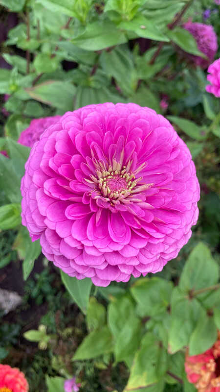 Zinnia: Benary's Giant Lilac