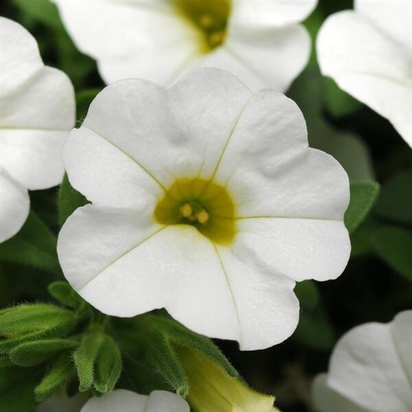 Calibrachoa - MiniFamous: Neo White