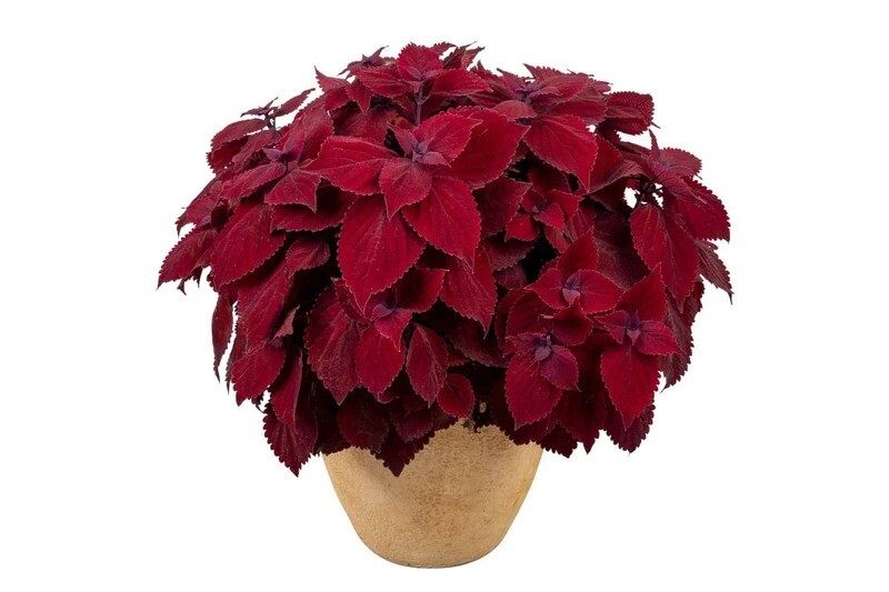 Coleus - Main Street: Beale Street