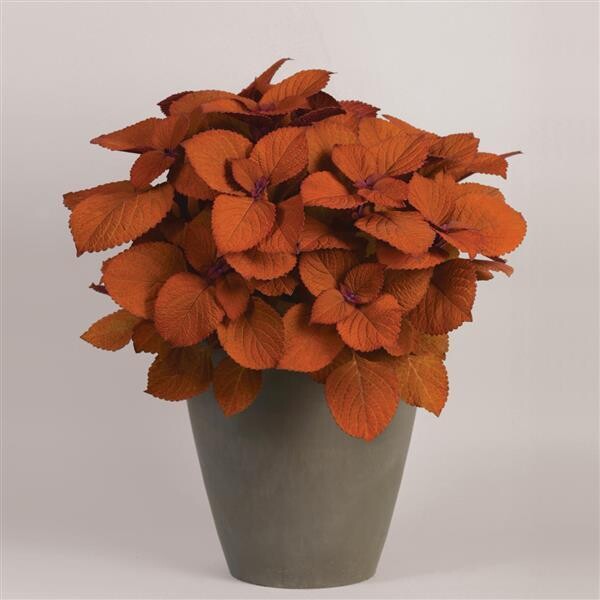 Coleus - ChargedUp: Campfire