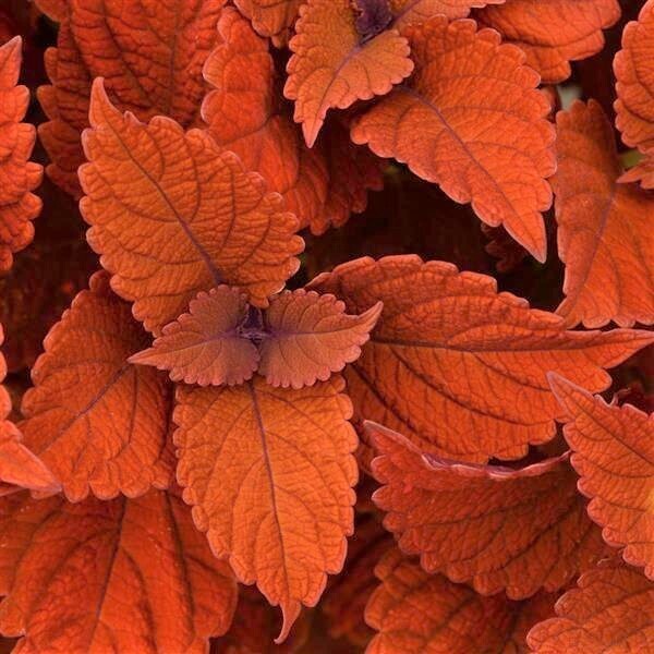 Coleus: Inferno