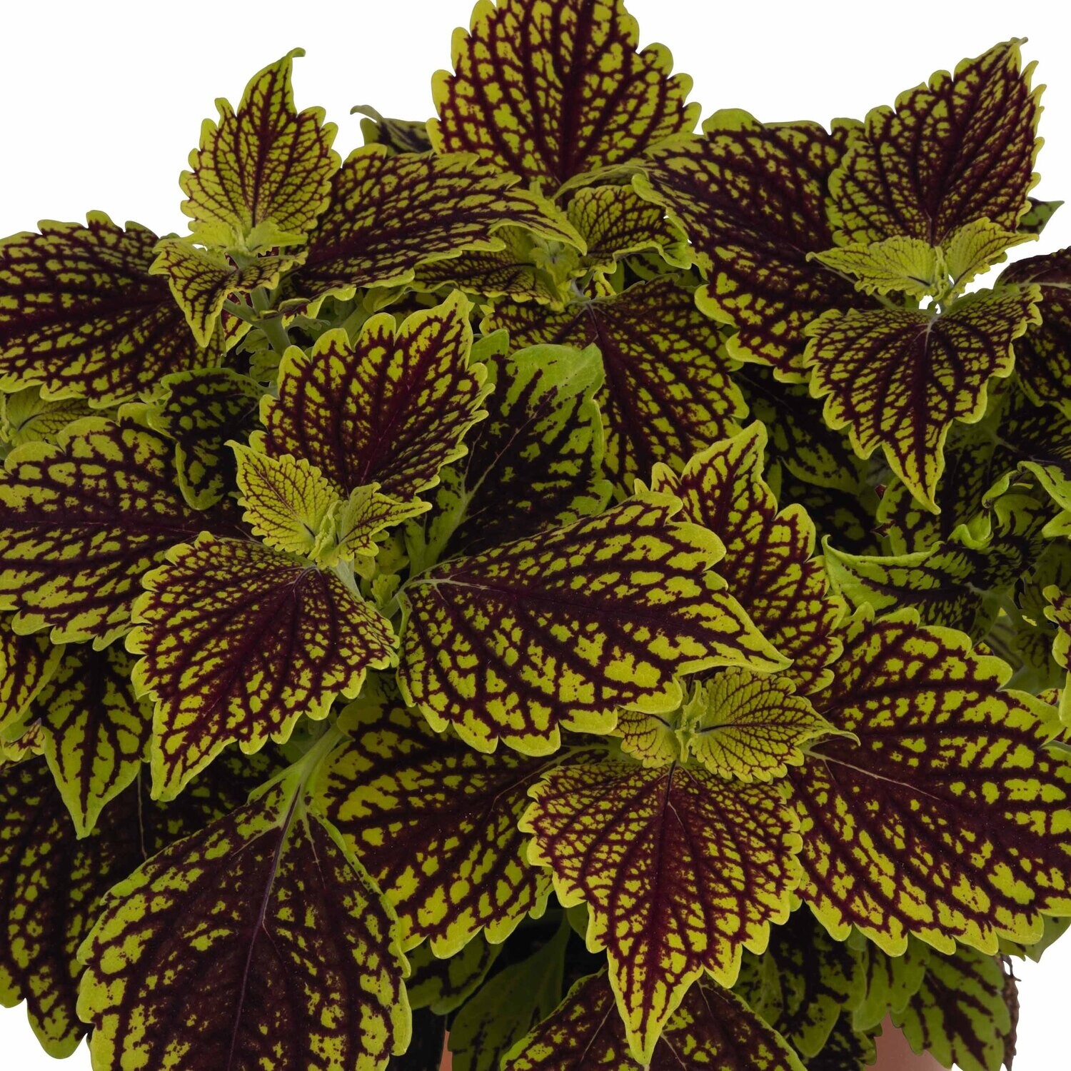 Coleus - Main Street: Venice Boulevard