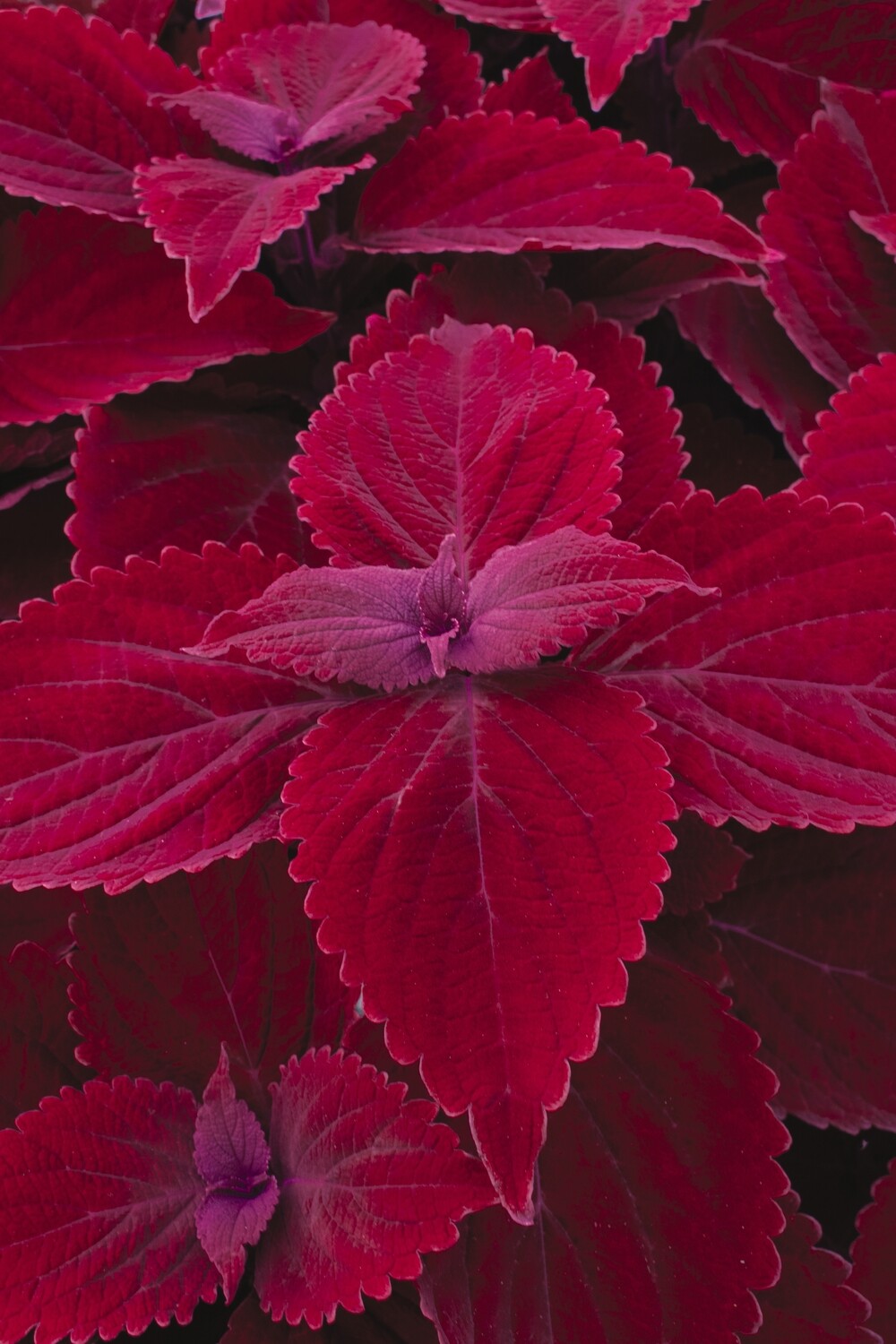 Coleus - Main Street: Beale Street