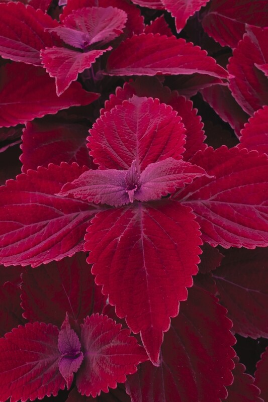Coleus - Main Street: Beale Street