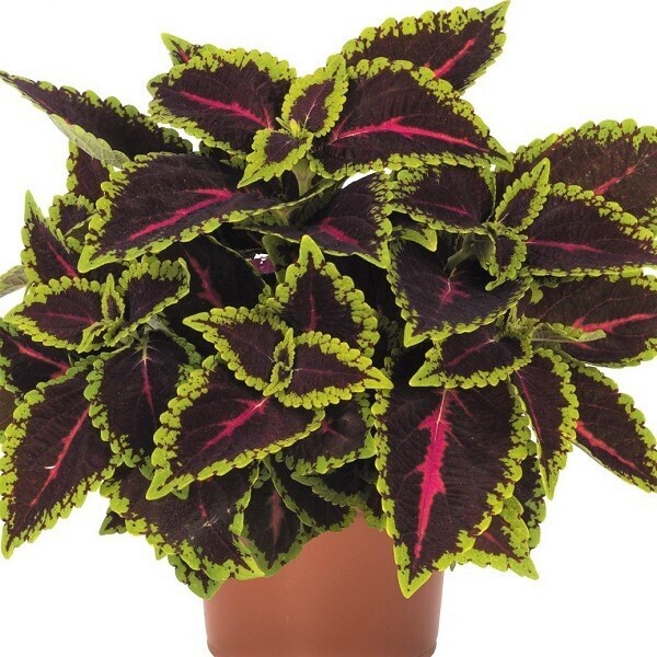 Coleus - Main Street: Alligator Alley