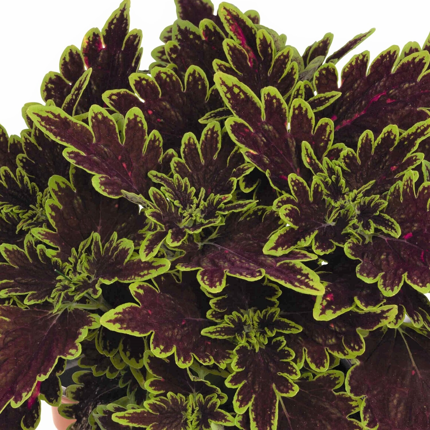 Coleus - Main Street: Bourbon Street