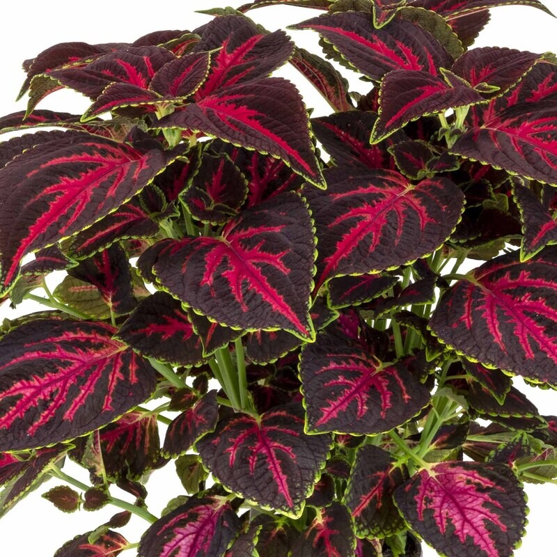 Coleus - Main Street: Orchard Road