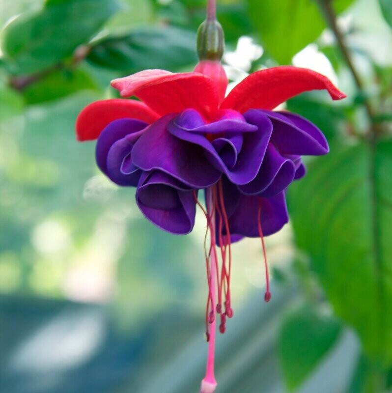 Fuchsia: Dark Eyes